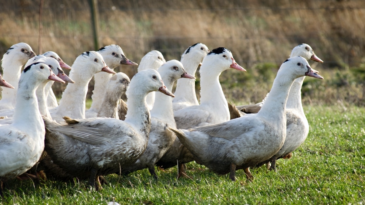 Rappel produit, canard