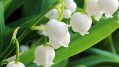 Pourquoi du muguet au 1ᵉʳ ?