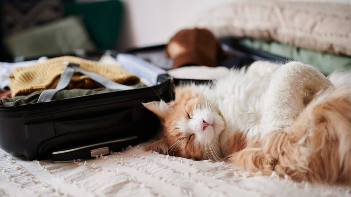 Songez à vos animaux avant de mettre les voiles !