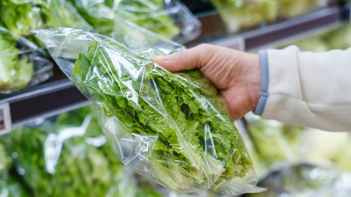 Attention à ces salades en sachet