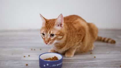 Votre chat risque sa santé avec ces croquettes