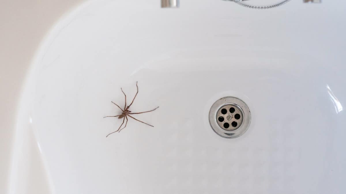 Araignées dans la salle de bain