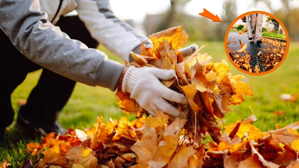 outils pour les feuilles mortes