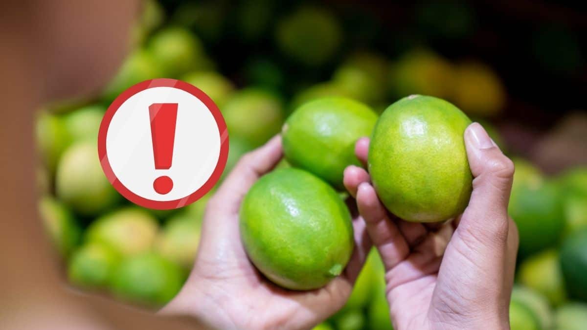 Ces citrons verts présentent un danger