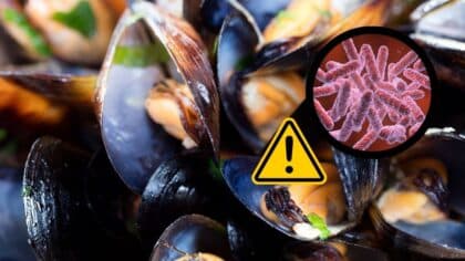 Ces moules présentent des risques