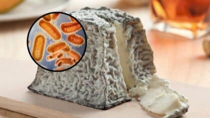 Fromage contaminé