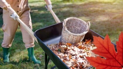 Laisser un jardin à l'abandon peut coûter cher