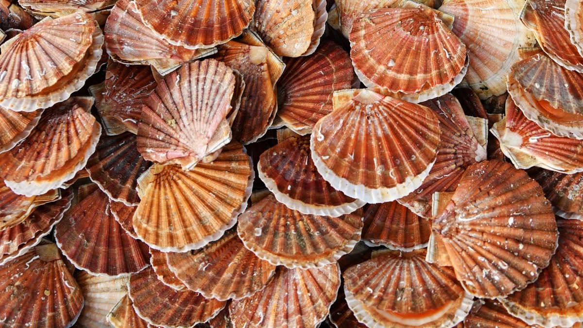 Coquilles Saint-Jacques