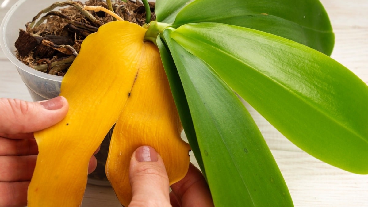 feuille jaune orchidée