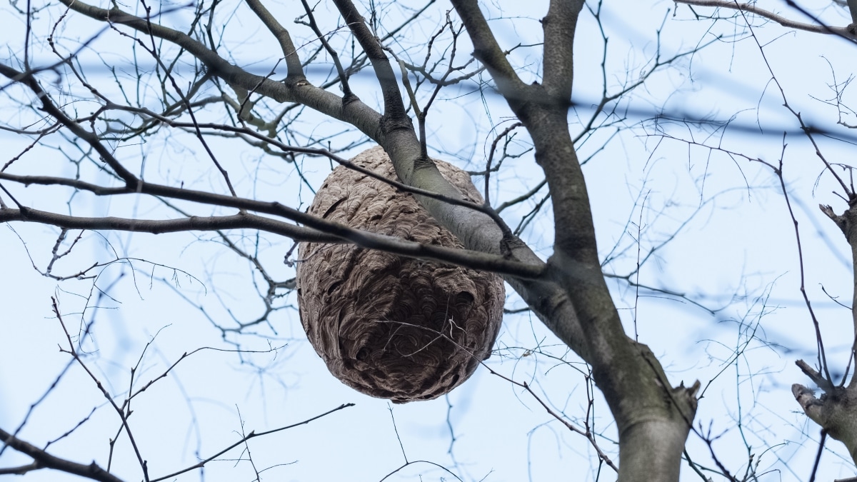 Frelons asiatiques : comment réagir si vous trouvez un nid ?