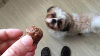 Noël : pourquoi il faut absolument éviter de donner du chocolat à son chien ?