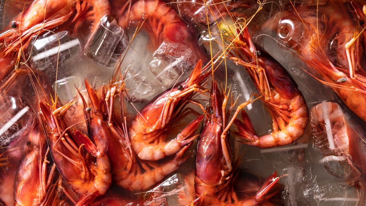 Rappel massif en France : des crevettes contaminées rappelées en urgence
