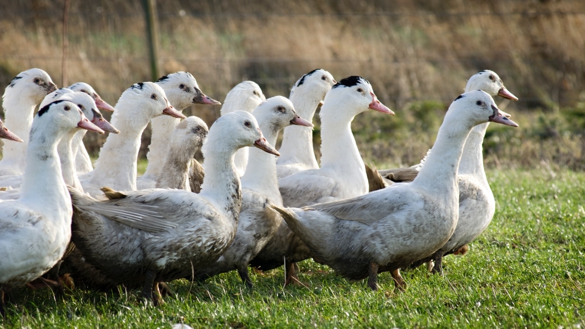 Rappel produit : du canard rappelé pour risque de Listeria, les enseignes concernées