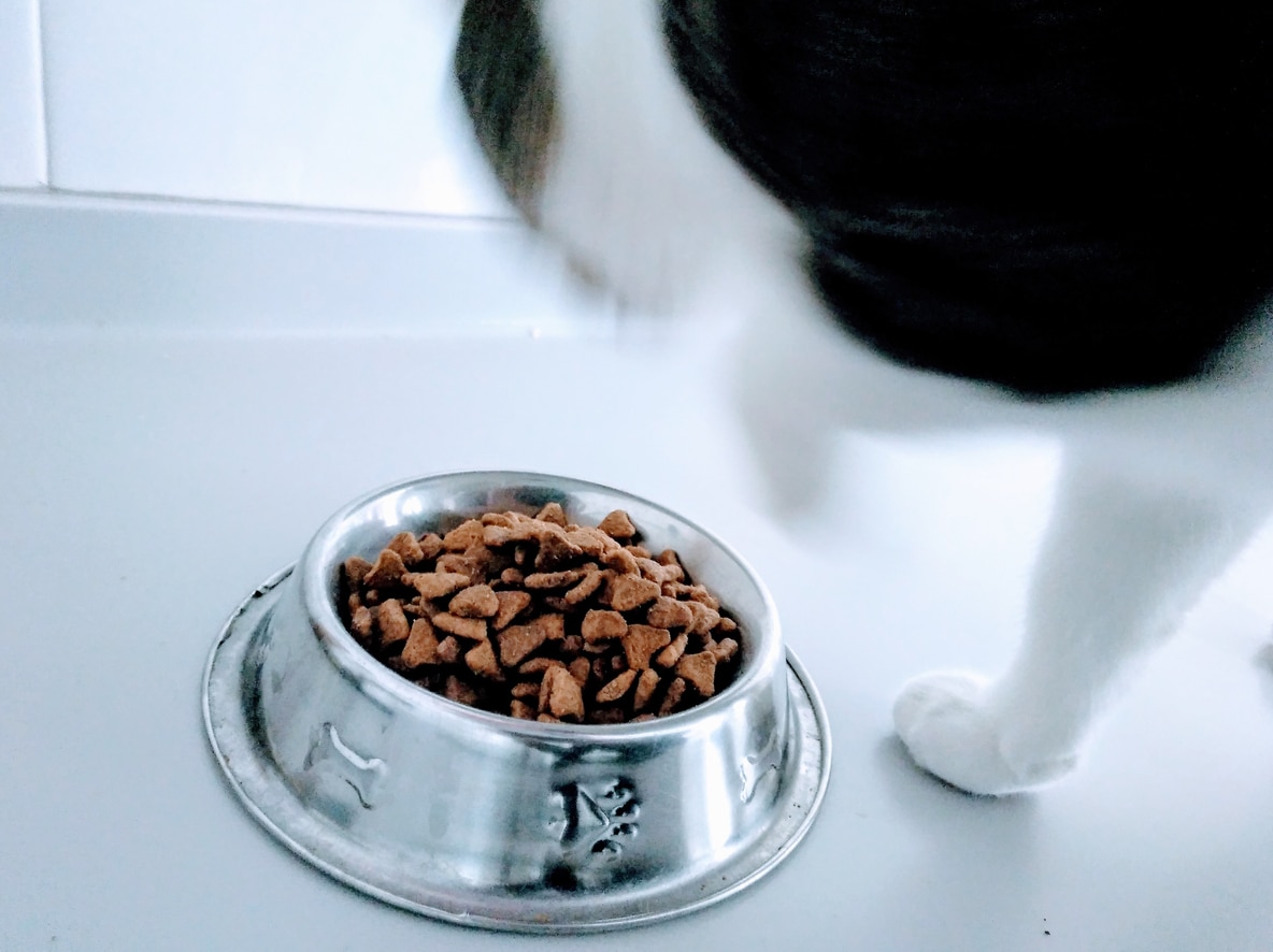 Ruptures de stock : les aliments pour chats et chiens deviennent de plus en plus rares