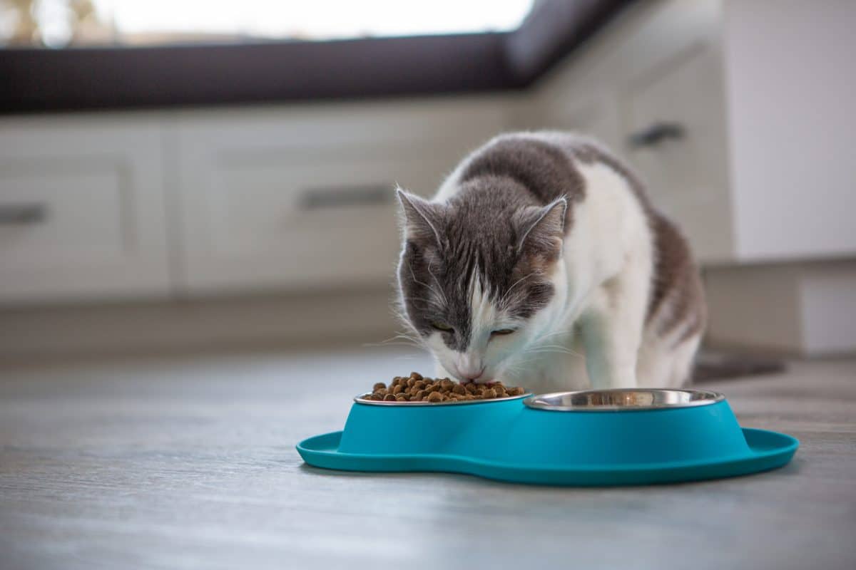 Ne nourrissez pas vos chats avec les 7 aliments suivants