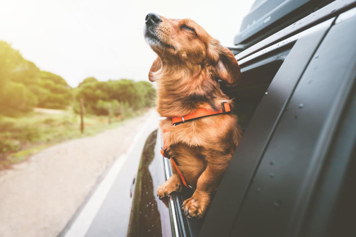 Transport d’animaux dans la voiture, les réglementations