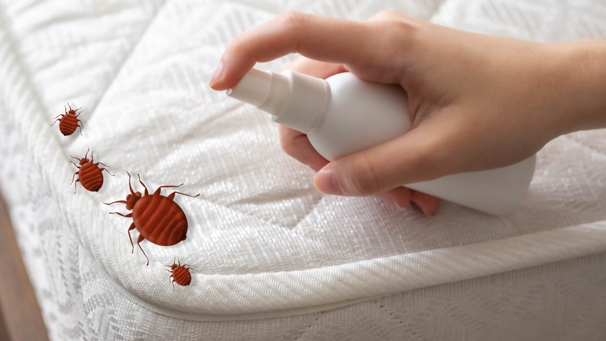 insecticide contre les punaises de lit et les cafards
