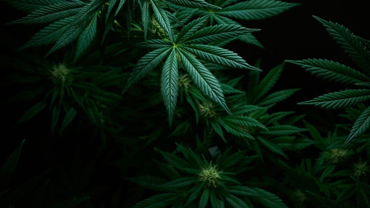 Du cannabis a été retrouvé au domicile de la maire socialiste d'Avallon