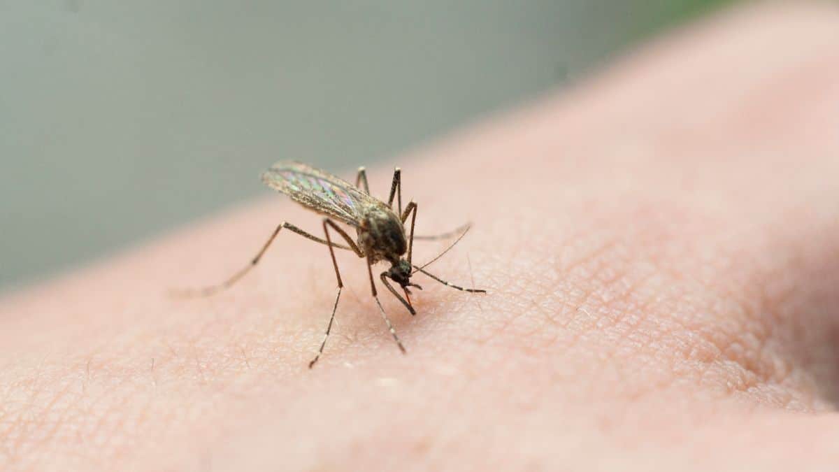 Ne laissez plus une piqûre de moustique vous gâcher la vie